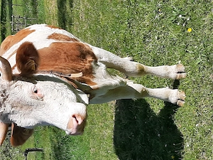 Baltata Românească  de 3 ani - imagine 3