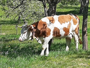 Baltata Românească  de 3 ani - imagine 5