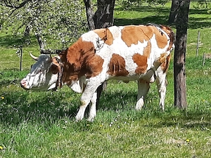 Baltata Românească  de 3 ani