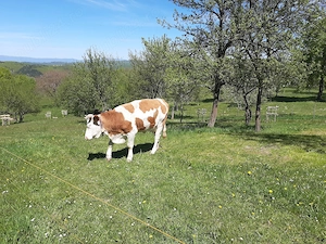 Baltata Românească  de 3 ani - imagine 2