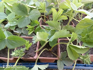 Stoloni capsuni remontant la pahar alveole prindere garantata 100%