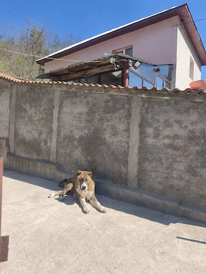 Femela Ciobanesc de Asia centrala tigrată 