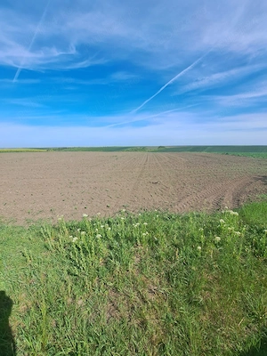 Proprietar - Vând 2 hectare la intrarea în Bencecu de Sus, front la drum asfaltat - imagine 5