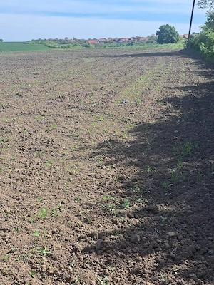 Proprietar - Vând 2 hectare la intrarea în Bencecu de Sus, front la drum asfaltat - imagine 6