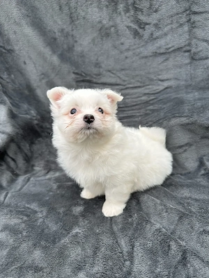 Disponibil Baiat bichon  - imagine 4