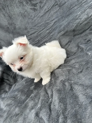 Disponibil Baiat bichon  - imagine 2