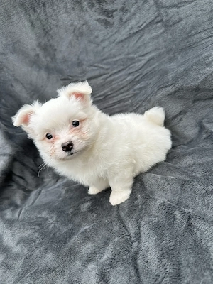 Disponibil Baiat bichon  - imagine 3