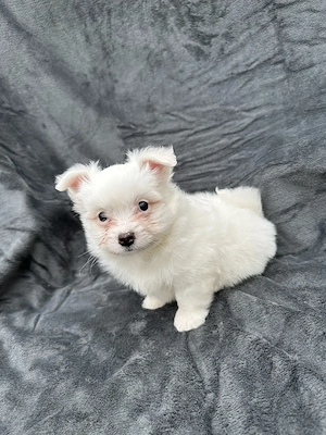 Disponibil Baiat bichon  - imagine 5