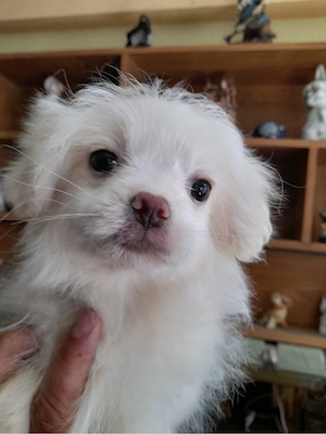 metis bichon catelusa alba