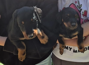 catei jagdterrier - imagine 2