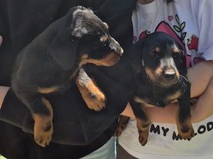 catei jagdterrier - imagine 3