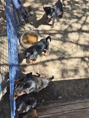 catei jagdterrier - imagine 4