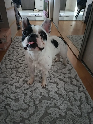 Vând buldog francez  - imagine 2