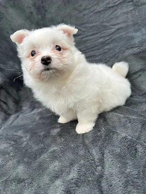 disponibil baiat bichon 