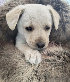 Cățel - pechinez    - imagine 2