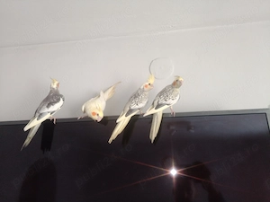 Pui papagali nimfa  - imagine 2