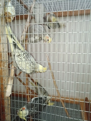 Pui papagali nimfa  - imagine 3