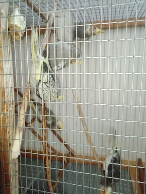 Pui papagali nimfa  - imagine 4