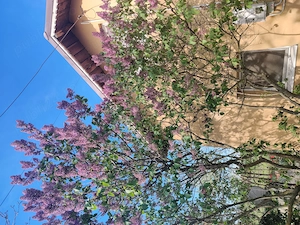 Casa Marsa Giurgiu - imagine 8