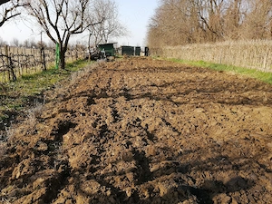 Vând grădină în Lugoj lângă sera CFR la 500 m de bariera str Jabarului 