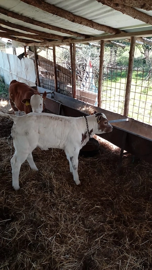 Vaci cu vițele de vânzare 