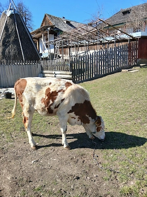 Vand  vitica - imagine 2