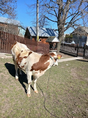 Vand  vitica - imagine 5