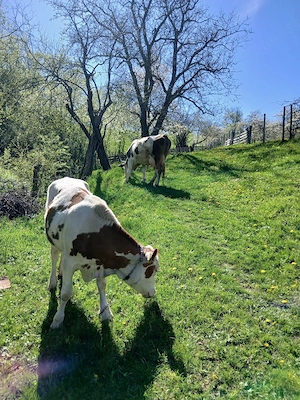 Vand  vitica - imagine 4