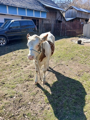 Vand  vitica - imagine 3