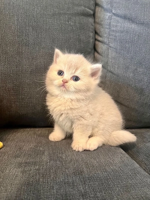 British Crem  - imagine 2