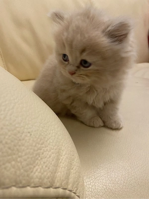 British Crem  - imagine 3