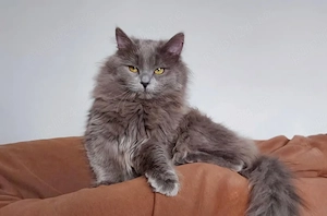 pui Angora Turceasca gri - imagine 4