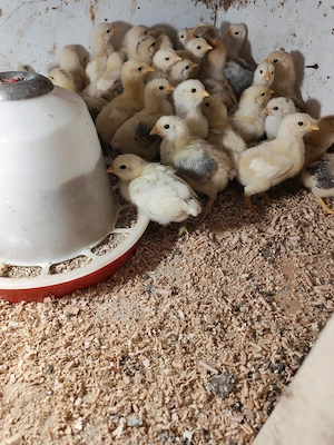 Vând pui de găină  - imagine 2