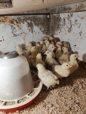 Vând pui de găină 