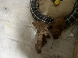 Rasa pudel pui minitoy - imagine 5