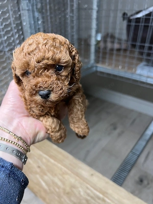 Rasa pudel pui minitoy