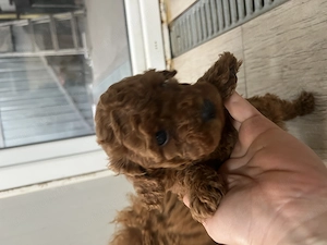 Rasa pudel pui minitoy - imagine 4