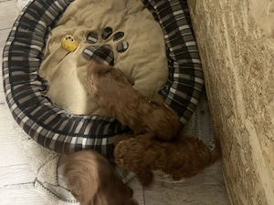 Rasa pudel pui minitoy - imagine 3