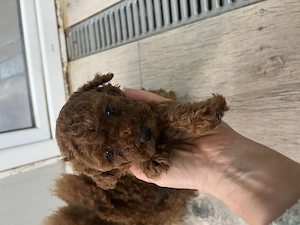 Rasa pudel pui minitoy - imagine 2