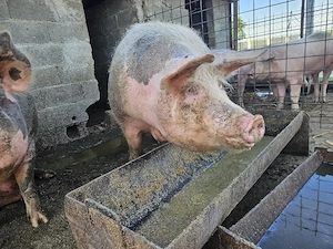 Vand purcea de peste 300kg  - imagine 2