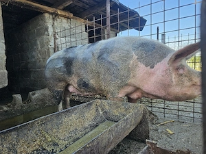 Vand purcea de peste 300kg  - imagine 3