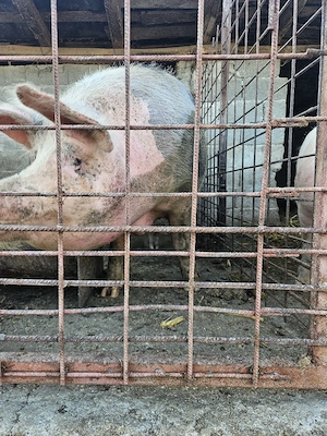 Vand purcea de peste 300kg  - imagine 4