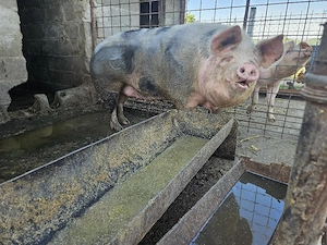 Vand purcea de peste 300kg 