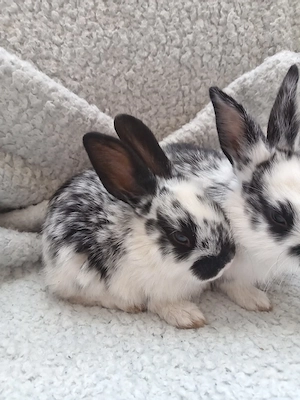 Iepuri diferite rase pitice 