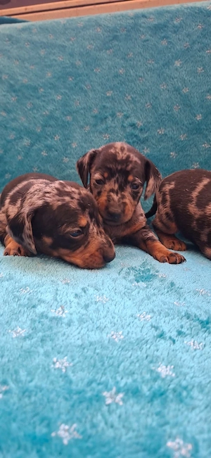 Teckel pitic si caninchen