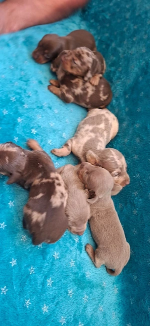 Teckel pitic si caninchen - imagine 5