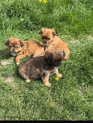 Cățeluș pechinez imperial 