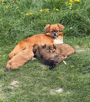 Cățeluș pechinez imperial  - imagine 2