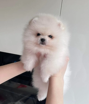 Baietel pomeranian miniatura