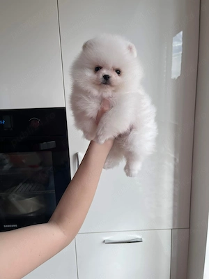 Baietel pomeranian miniatura - imagine 2